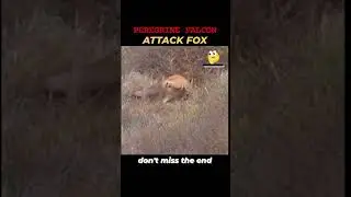 PEREGRINE FALCON VS FOX #falconattack #fox #birdsofprey #wildlife #shorts #animals