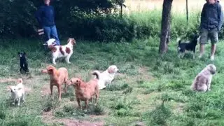 These introverted dogs mind their own business
