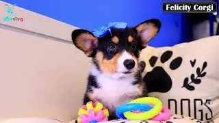 Felicity - Corgi for Sale in Oklahoma City, OK