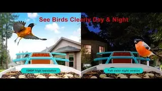 Smart Bird Feeder Camera 2K Solar Powered with AI Bird ID (10,000+ Species!)