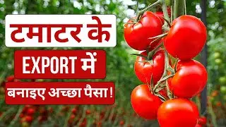 How to Export Tomatoes From India | Make good money by exporting tomatoes | Export Quality Tomatoes