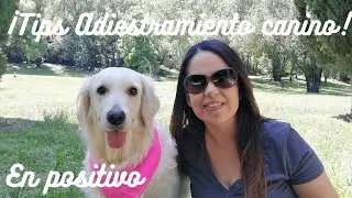 Tips adiestramiento canino