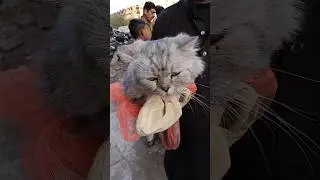 Persian cat|Saddar animals market|Persian cat 😺😺#ytshorts #cat #persian #youtubeshorts
