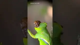 🐛Close-up of caterpillar pooping 💩 #insects #animals #caterpillars #animalswelove