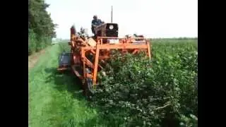 Solb&aelig;r h&oslash;st p&aring; &Oslash;stergaard Frugtplantage