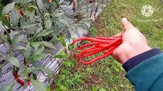 Kehidupan dikebun cabe episode 8