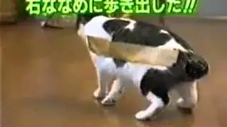The reaction of the cat when he put the sellotape
