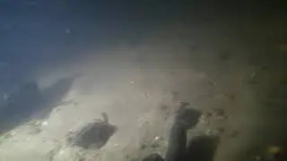 Freshwater Mussel Dive in the Chipola River, FL