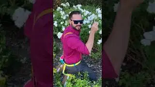 Flower Dude uses only the highest quality petals