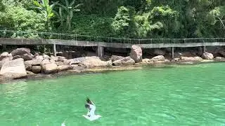 Ilha dos Porcos Ubatuba