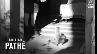 Squirrel Issue Title Is Out And About (1944)