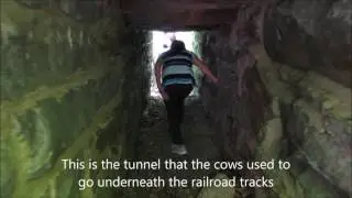 Beardsley Cow Tunnel