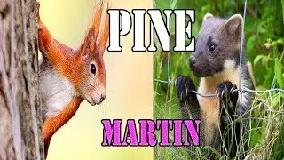 European Pine Marten