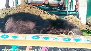 Guruprasas