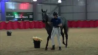 Newlyns Flamenco at British breeding- yearling for sale- hallmark DS / je t&rsquo;aime flamenco
