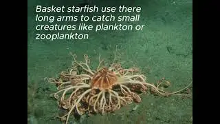 facts about basket starfish