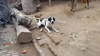 Labrador   black and white  dog aggressive