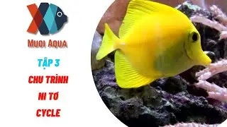 Chu Trình Ni Tơ Cycle Bể Cá Nước Mặn