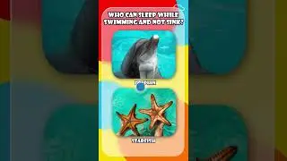 Fun Dolphin Facts & Ocean Quiz for Kids 🐬💦 Smart, Friendly, and Fast Sea Animals! #kidslearning