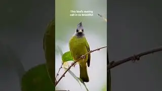 This bird&rsquo;s mating call is incredible.
