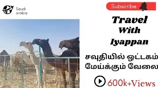 🇸🇦சவுதி அரேபியாவில் 🇸🇦 ஒட்டகம்🐪 மேய்க்கும்🐫வேலை😰எப்படி இருக்கும்🤔தெரியுமா😱#Travelwithiyappan #camel