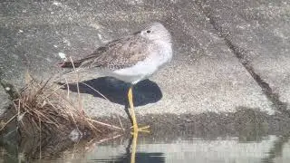 Greater Yellowlegs 2026.1.10