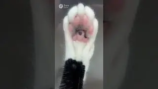 Tuxedo Cat's Paws on Frosted Glass 🎧 ASMR