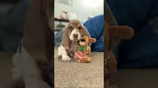 #homer #heavyhitter #hoods #hoodsareeyebrows #basset #bassethound #fyp #puppy