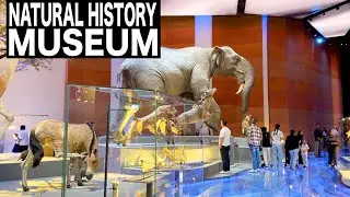 National History Museum Abu Dhabi | 4K | Abu Dhabi Tourist Attraction