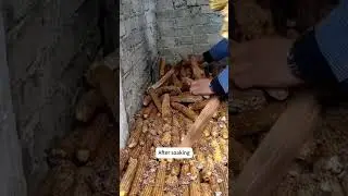 How to Grow Mushrooms Using Corn Cobs &ndash; An Easy DIY #growmushrooms