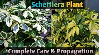 Umbrella tree: Schefflera Plant Care Tips & Propagation, Potting Tips, Fertilizer,@BSDREAMS916