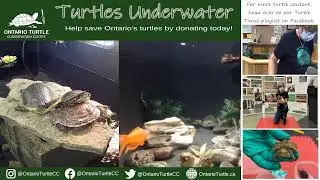 Turtles Underwater
