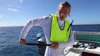 Dolphins and You ~ English Safety Video