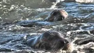 Beautiful Seals in The Highlands of Scotland