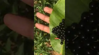 Black night shade #exoticfruitplants #exoticvariety #fruitplant #fruit