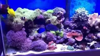 Reef tank update 2016 5ft custom tank mixed reef .... Baby clown eggs