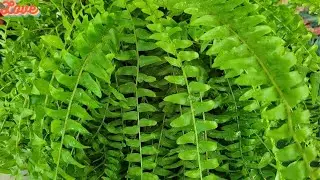 How to care for a Boston Fern🌱Propagation🌱Gardening with Susie TLC
