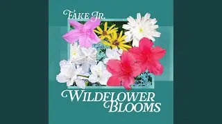 Wildflower Blooms