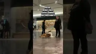 Please don&rsquo;t treat service animals like a zoo exhibit! #servicedogs #viral #fyp #dogs #serviceanimal