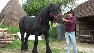 Caii lui Florin de la Ponoara, Bihor - 2024 Nou!!!