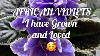 60+ Different NAMED African Violet cultivars