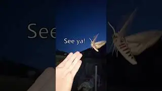 Privet Hawk-moth preparing for takeoff! #shorts #science #insectbehavior #insects #moth #animals