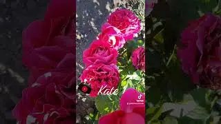 EDROSES/Троянда 🌹 Кейт ( Kate ,AUSchris) ) ,David C. H. Austin Великобританія, 2012. (Florists Rose)