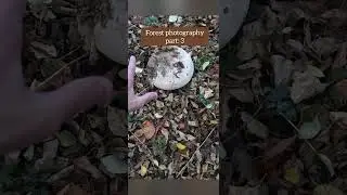 Forest Photography: Part 3 #photographer #photography #mushrooms #forest #naturephotography