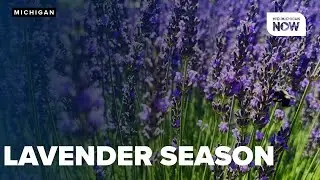Lavender Daze festival at Indigo Lavender Farms