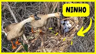 Achei o Ninho do Ganso Chin&ecirc;s Pardo - Procurado Ninho nos Lagos dos Gansos e Marrecos | Gutejando