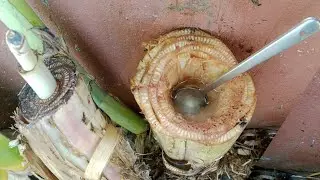 கிட்னி கல்லை கரைக்கும் வாழைத்தண்டு ஜூஸ் இலவசம் #kidney #stone #nomedicine #free #helth #kidneystone 