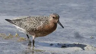 Red Knot in Bermuda
