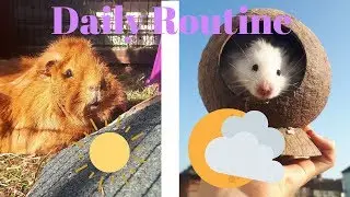 Daily Pet Routine