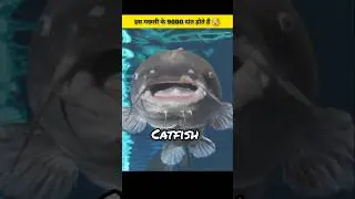 Catfish Fact Video 🐳😱#